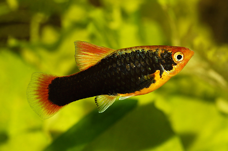 Пецилии – мирные живородки4