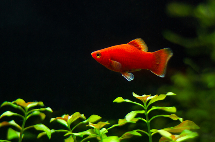 Пецилии – мирные живородки5