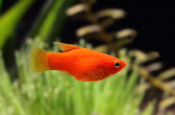 Пецилии – мирные живородки2