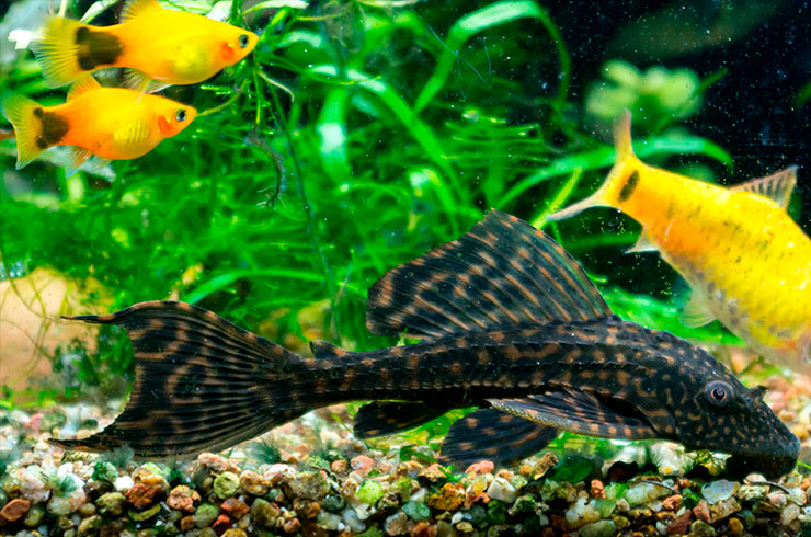 Пецилии – мирные живородки10