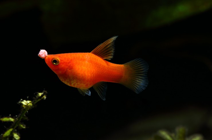 Пецилии – мирные живородки11