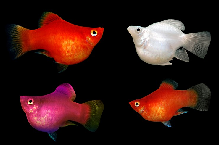 Пецилии – мирные живородки8