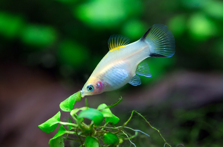 Пецилии – мирные живородки7
