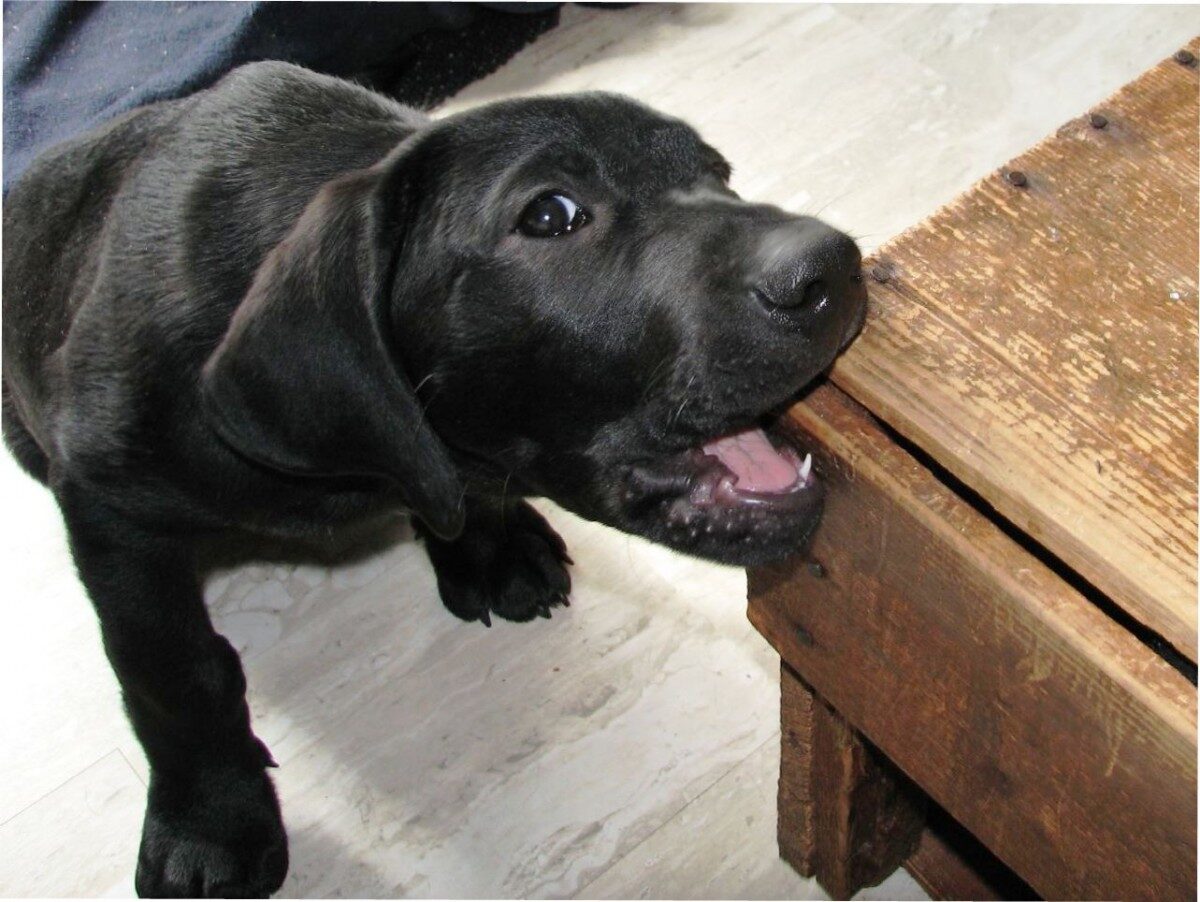 Почему собака грызет дерево?