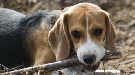 Почему собака грызет дерево?