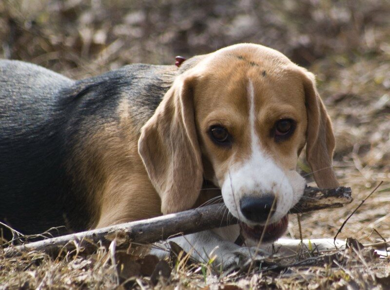 Почему собака грызет дерево?