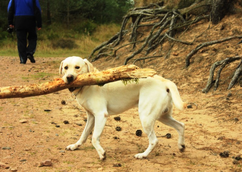 Почему собака грызет дерево?