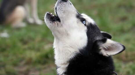 Почему собака воет на луну?