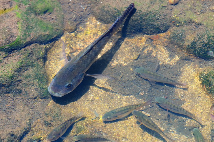 Цихлазома чернополосая – цихлида в тельняшке3