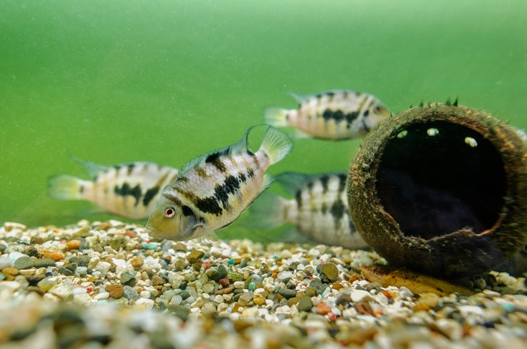 Цихлазома чернополосая – цихлида в тельняшке4