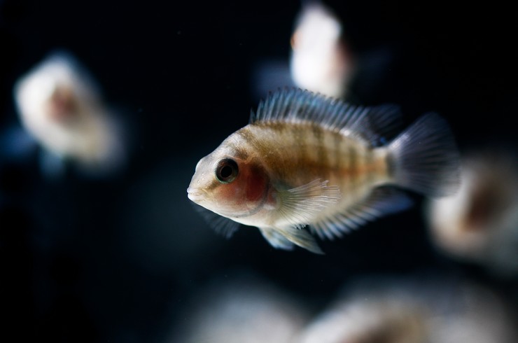 Цихлазома чернополосая – цихлида в тельняшке6