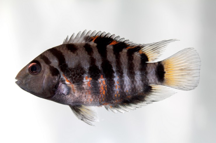 Цихлазома чернополосая – цихлида в тельняшке1
