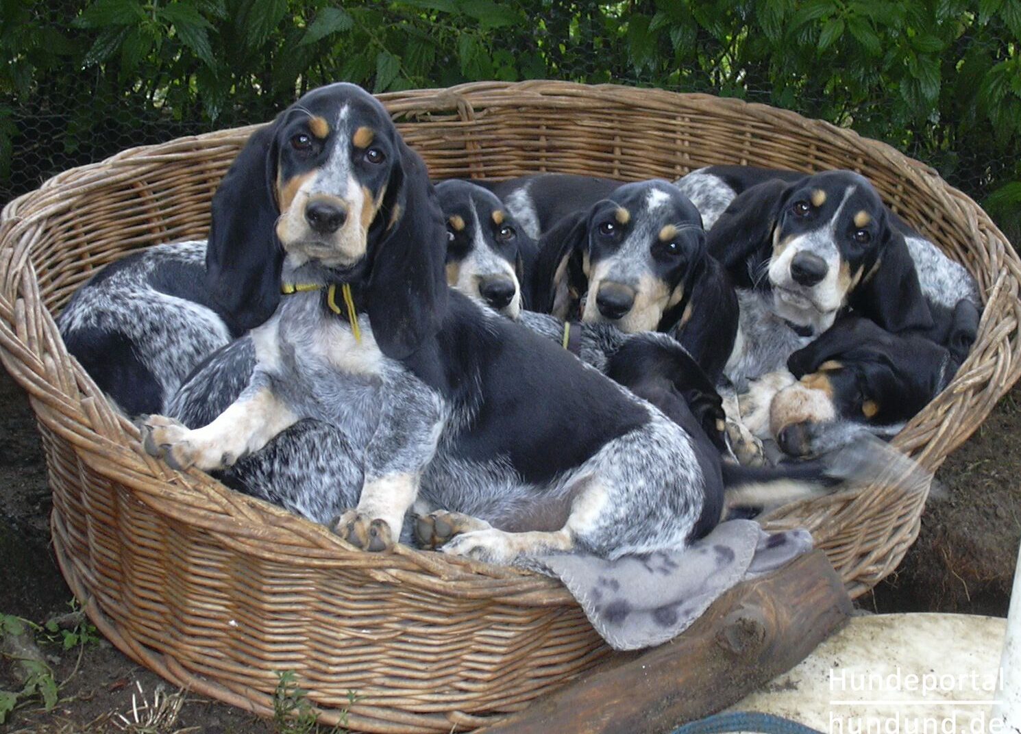 Голубой гасконский бассет