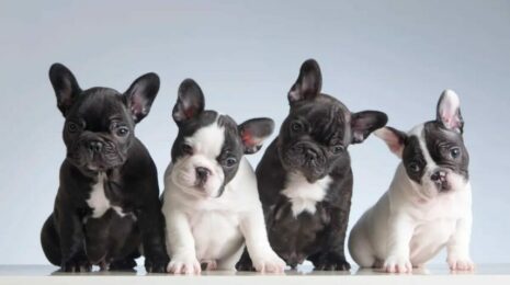 Французские породы собак