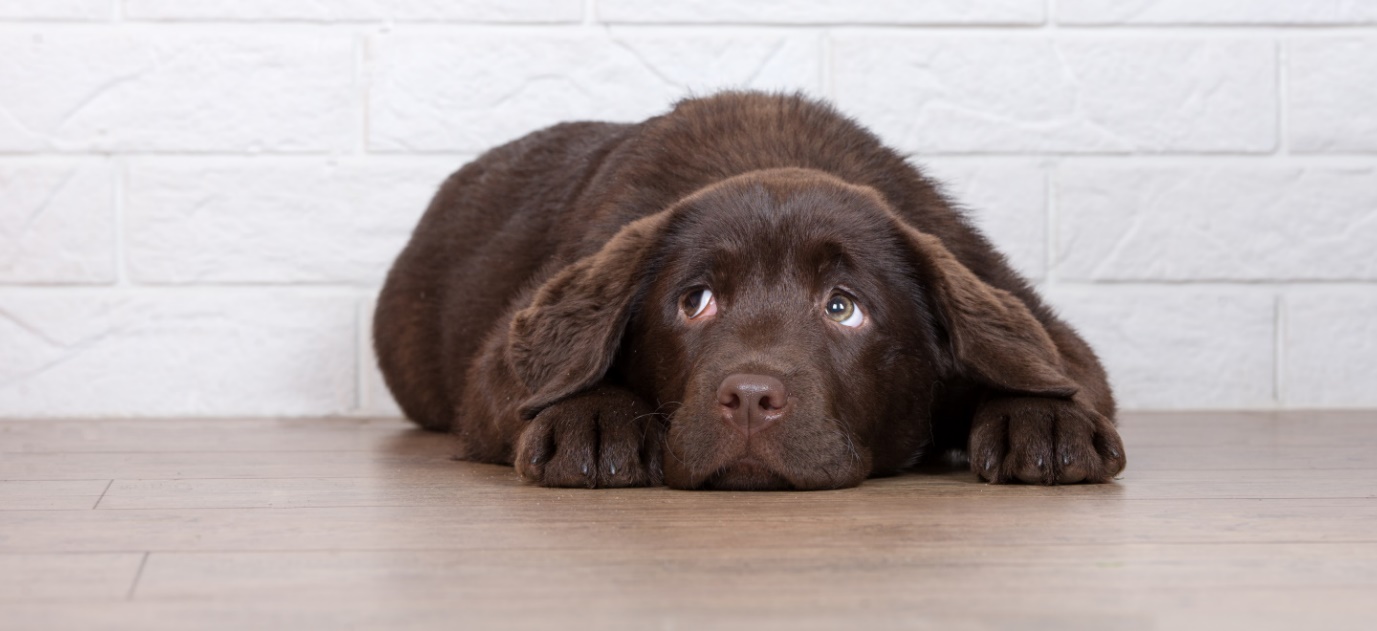 Чтобы собака успокоилась, стоит предоставить ей безопасное тихое место Чтобы собака успокоилась, стоит предоставить ей безопасное тихое место