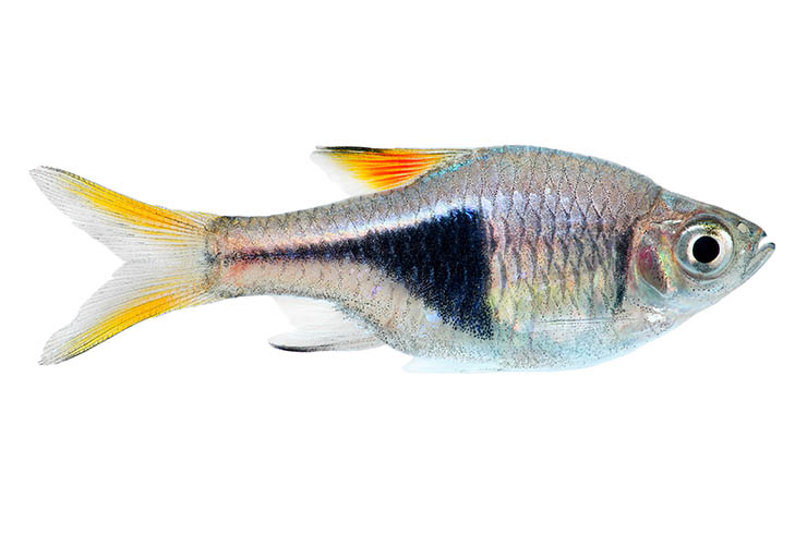 Расбора клинопятнистая – рыбка с черным треугольником1