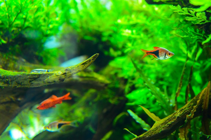 Расбора клинопятнистая – рыбка с черным треугольником3