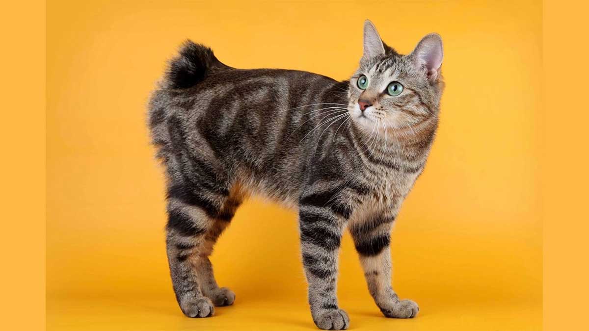 Американский бобтейл