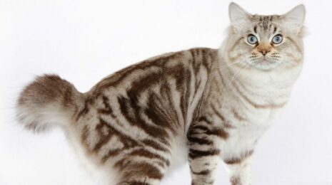 Американский бобтейл