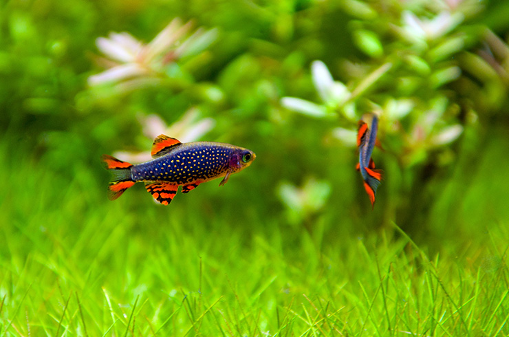 Элеохарис мини1