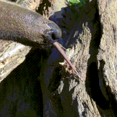 Гигантский муравьед Гигантский муравьед