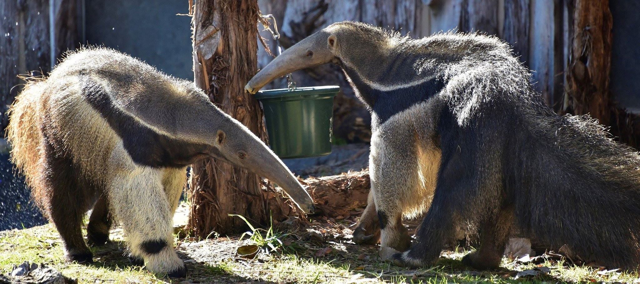 Гигантский муравьед Гигантский муравьед