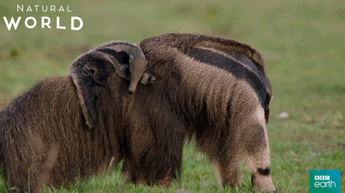 Гигантский муравьед Гигантский муравьед