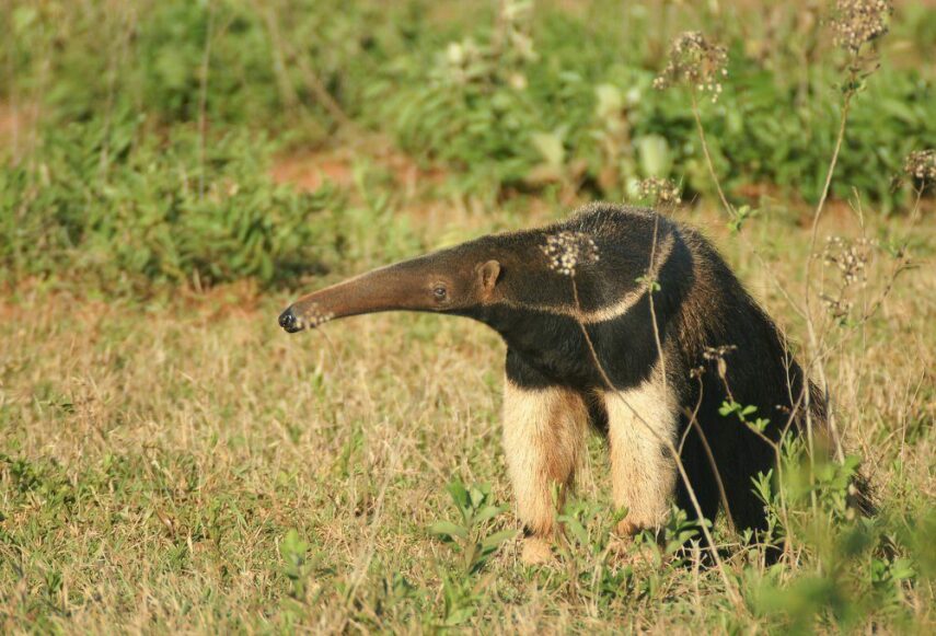 Гигантский муравьед