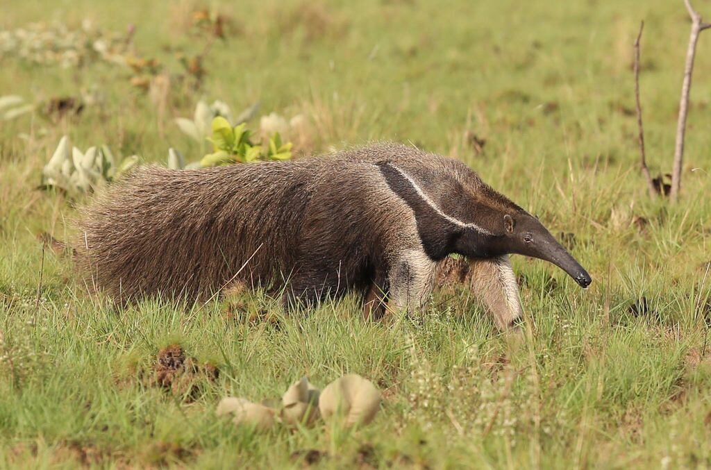 Гигантский муравьед Гигантский муравьед