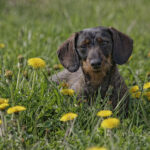 Миниатюра к 