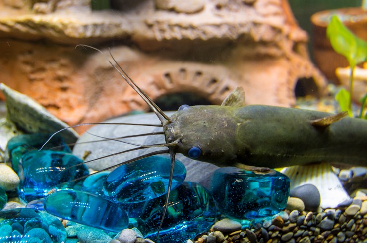 Мешкожаберный сом – опасный усач1