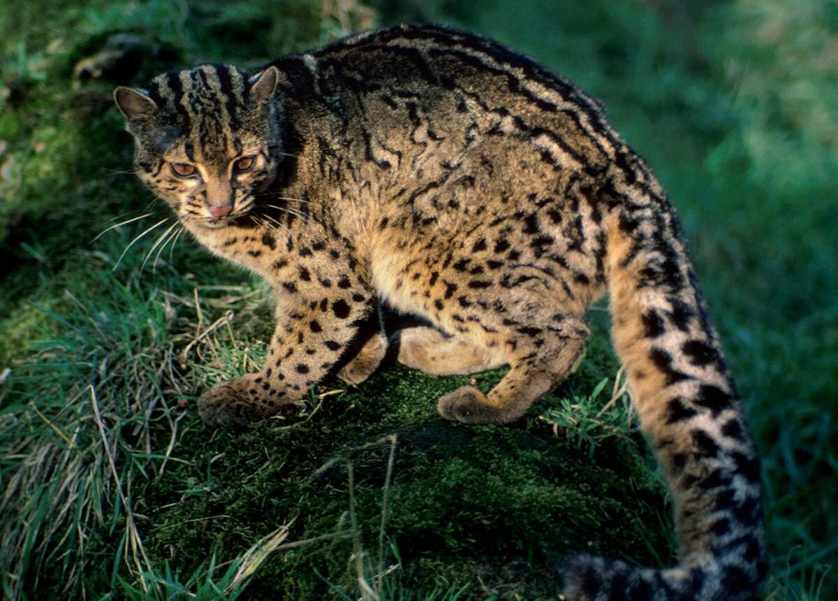 Мраморная кошка Мраморная кошка