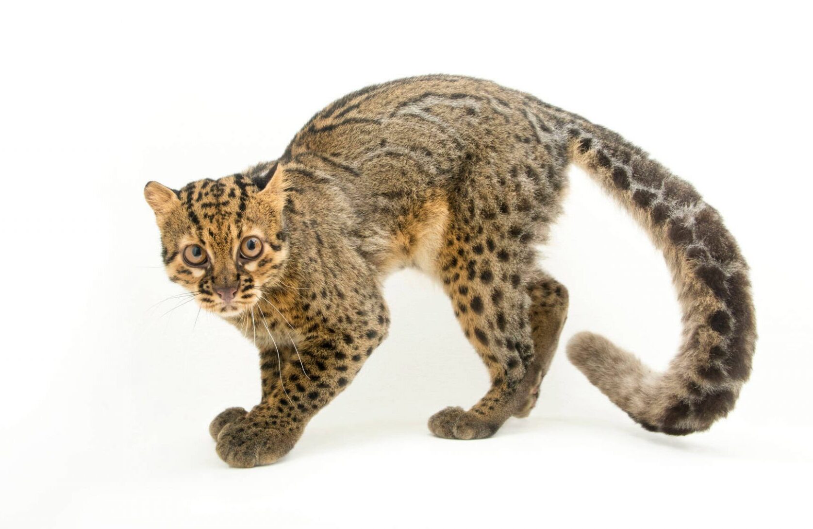 Мраморная кошка Мраморная кошка