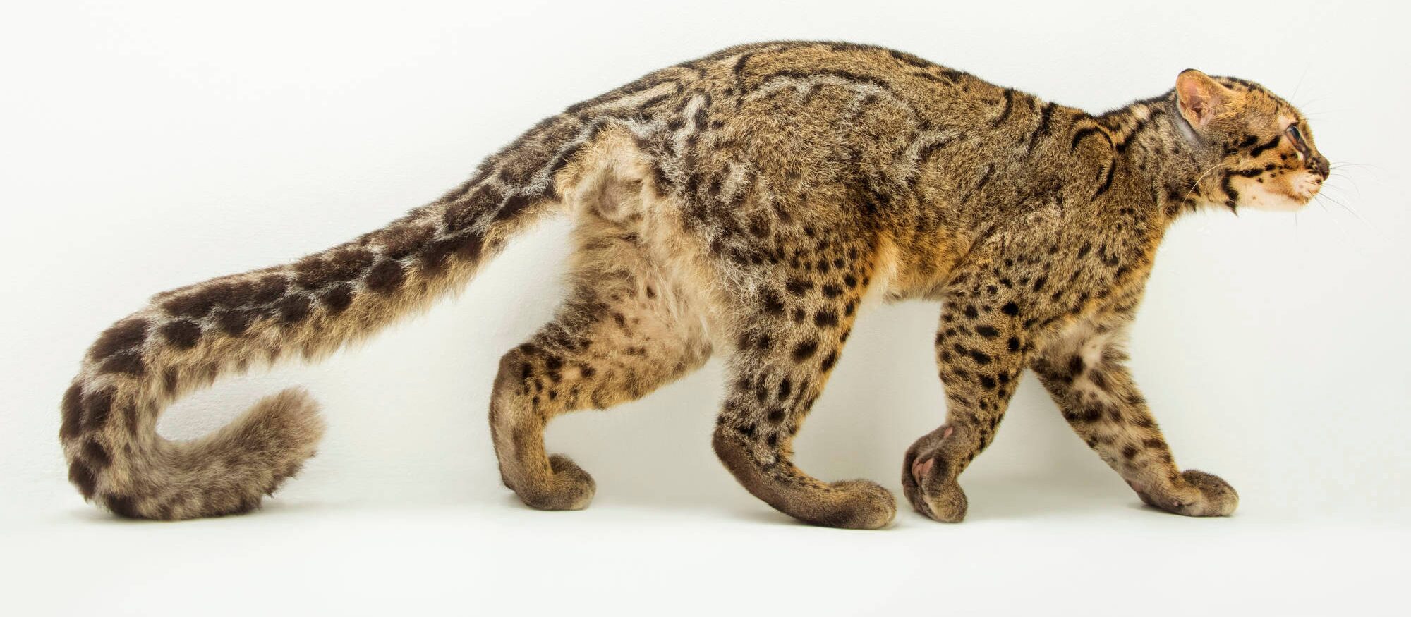 Мраморная кошка Мраморная кошка