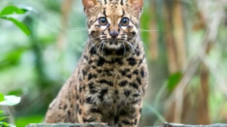 Мраморная кошка