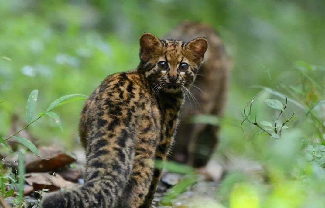 Мраморная кошка