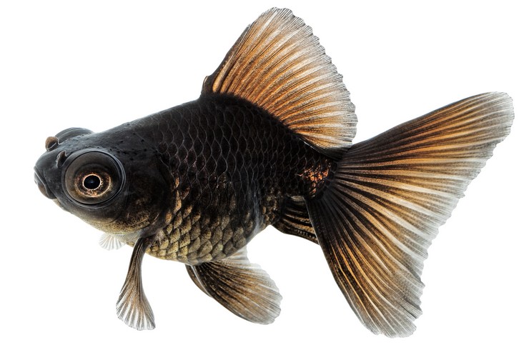 Телескоп — золотая рыбка2