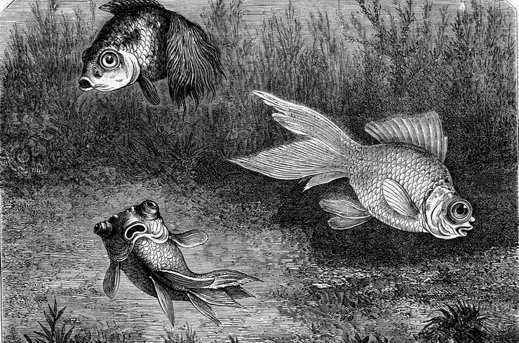 Телескоп — золотая рыбка3