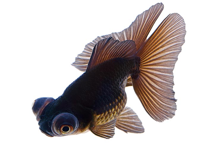 Телескоп — золотая рыбка4