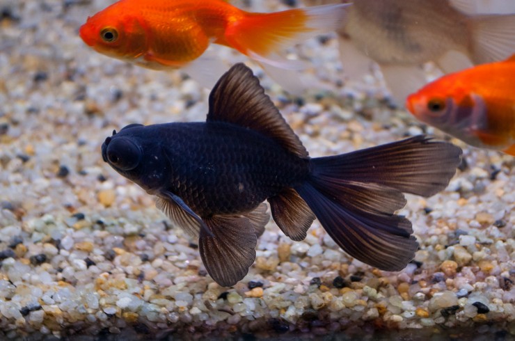 Телескоп — золотая рыбка5