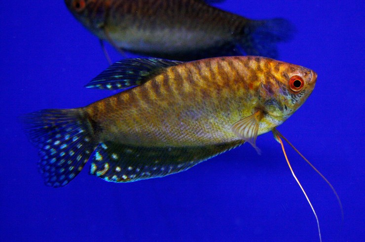 Гурами золотой6