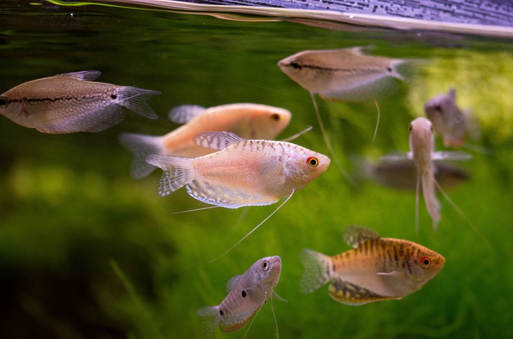 Гурами золотой4