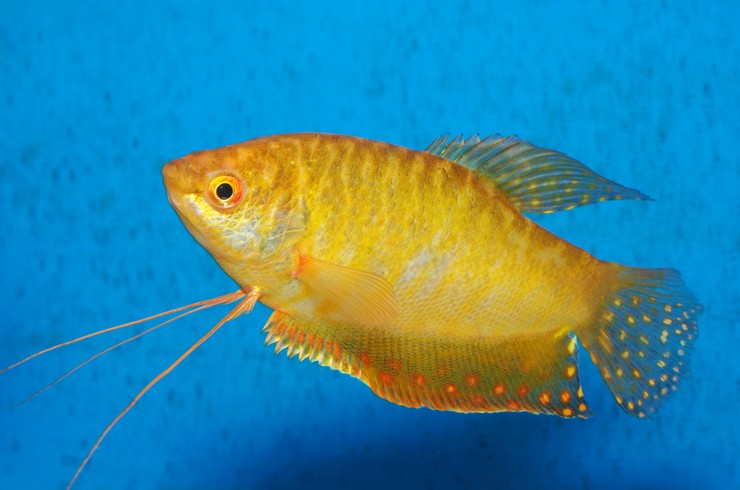 Гурами золотой2
