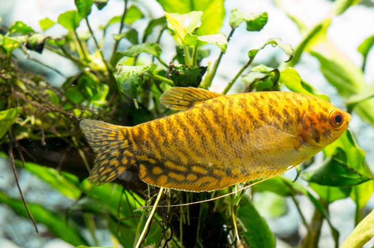 Гурами золотой3