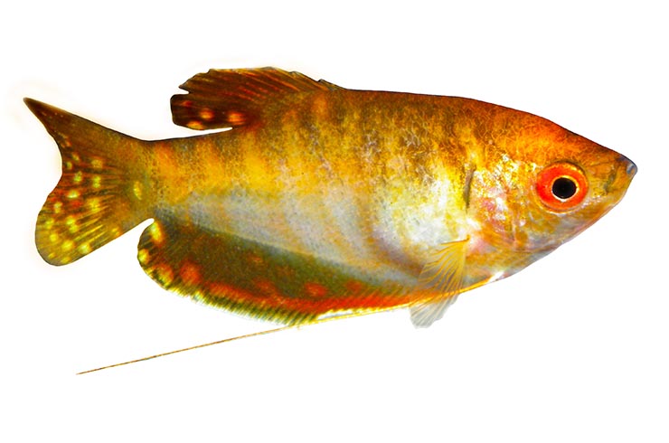 Гурами золотой1