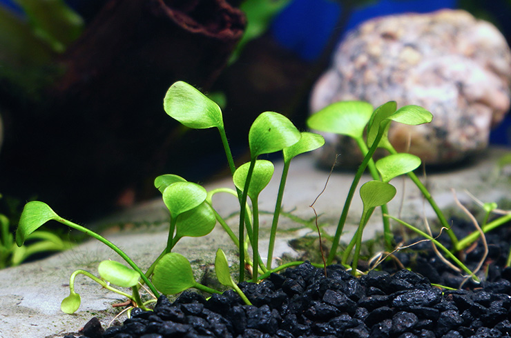 Марсилия – приносящая удачу6