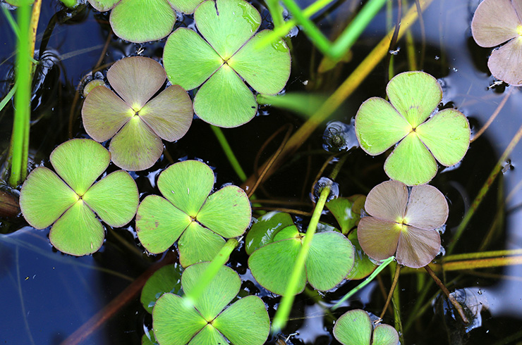 Марсилия – приносящая удачу3