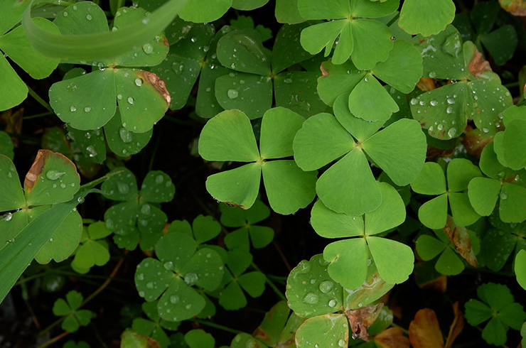 Марсилия – приносящая удачу1