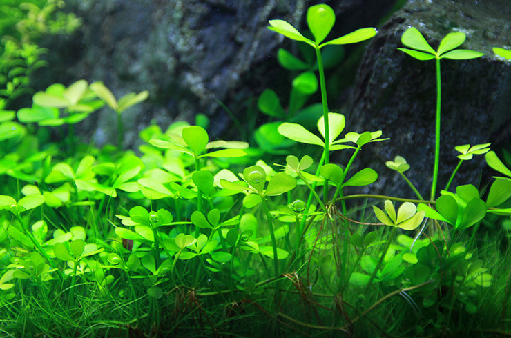 Марсилия – приносящая удачу5