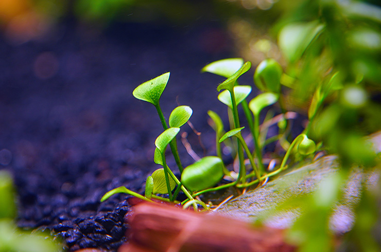 Марсилия – приносящая удачу4